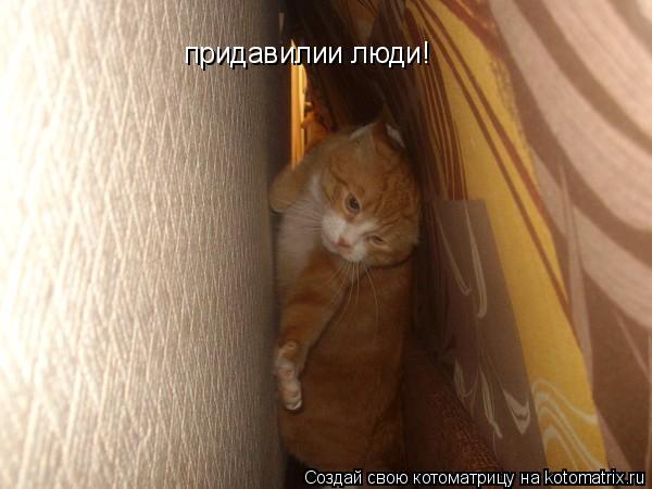 придавилии люди!... Котоматрица: придавилии люди!