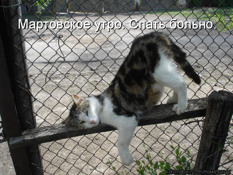 Мартовское утро. Спать больно.... Котоматрица: Мартовское утро. Спать больно.