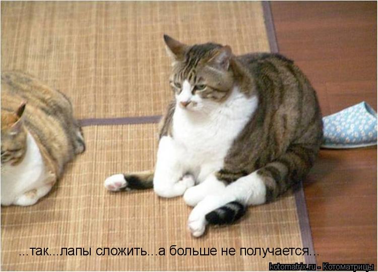 ...так...лапы сложить...а больше не получается...... Котоматрица: ...так...лапы сложить...а больше не получается...