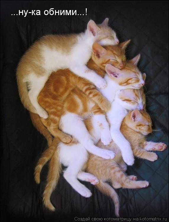...ну-ка обними...!... Котоматрица: ...ну-ка обними...!