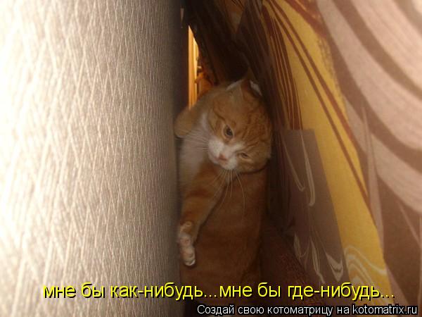 мне бы как-нибудь...мне бы где-нибудь...... Котоматрица: мне бы как-нибудь...мне бы где-нибудь...