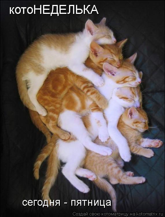 котоНЕДЕЛЬКА сегодня - пятница... Котоматрица: котоНЕДЕЛЬКА сегодня - пятница