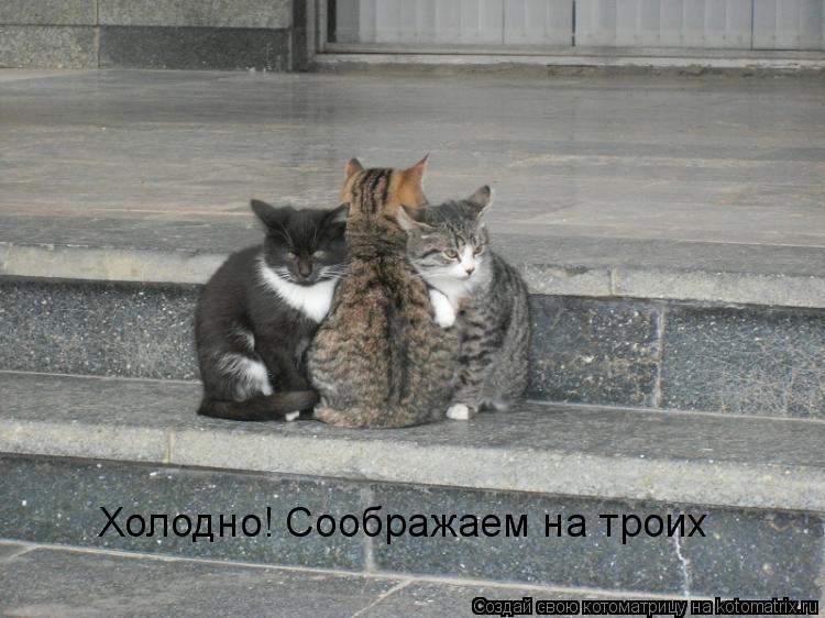 Холодно! Соображаем на троих... Котоматрица: Холодно! Соображаем на троих