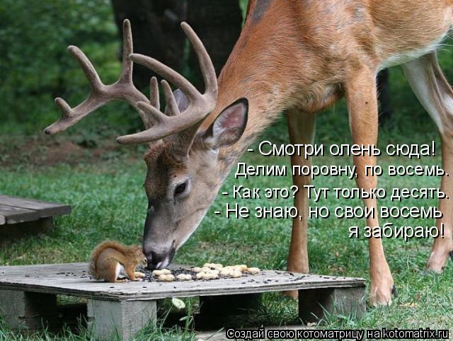 - Смотри олень сюда! Делим поровну, по восемь. - Как это? Тут только десять. я забираю! - Не знаю, но... Котоматрица: - Смотри олень сюда! Делим поровну, по восемь. - Как это? Тут только десять. я забираю! - Не знаю, но свои восемь