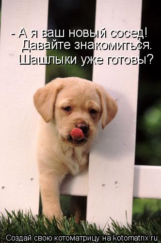 - А я ваш новый сосед! Давайте знакомиться. Шашлыки уже готовы?... Котоматрица: - А я ваш новый сосед! Давайте знакомиться. Шашлыки уже готовы?