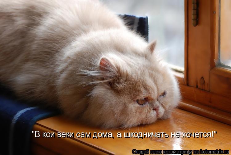 "В кои веки сам дома, а шкодничать не хочется!"... Котоматрица: "В кои веки сам дома, а шкодничать не хочется!"