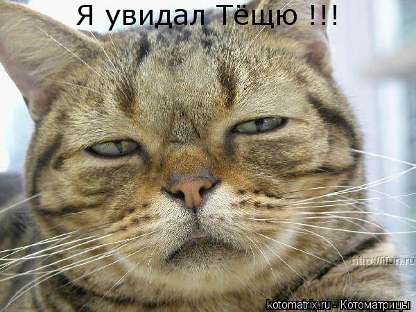 Я увидал Тёщю !!!... Котоматрица: Я увидал Тёщю !!!