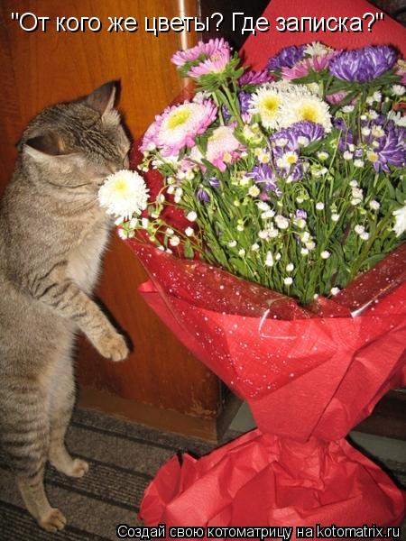"От кого же цветы? Где записка?"... Котоматрица: "От кого же цветы? Где записка?"