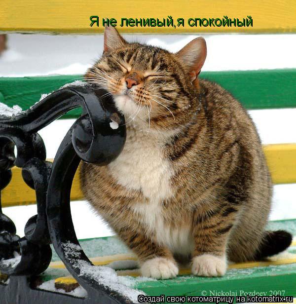 Я не ленивый,я спокойный... Котоматрица: Я не ленивый,я спокойный