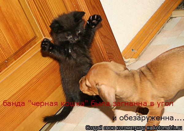банда "черная кошка" была загнанна в угол и обезаруженна....... Котоматрица: банда "черная кошка" была загнанна в угол и обезаруженна....