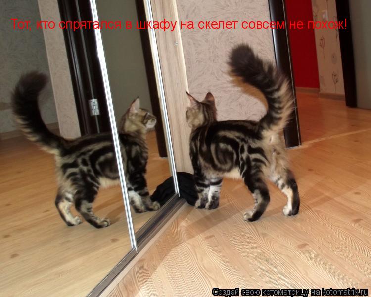 Тот, кто спрятался в шкафу на скелет совсем не похож!... Котоматрица: Тот, кто спрятался в шкафу на скелет совсем не похож!