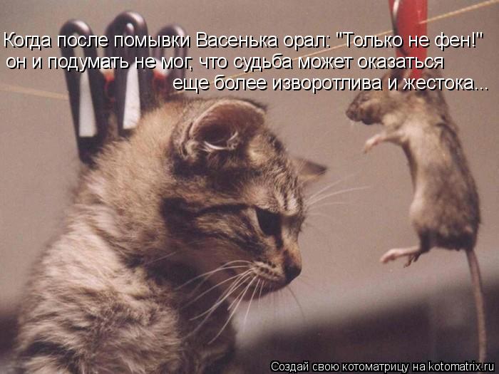 Когда после помывки Васенька орал: "Только не фен!" он и подумать не мог, что судьба может оказаться ... Котоматрица: Когда после помывки Васенька орал: "Только не фен!" он и подумать не мог, что судьба может оказаться еще более изворотлива и жестока...