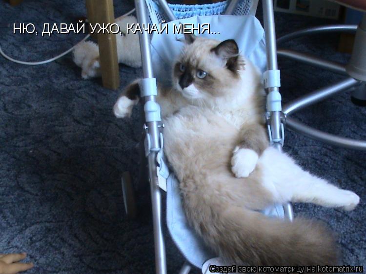 НУ, И КОГО МЫ ЖДЕМ? НЮ, ДАВАЙ УЖО, КАЧАЙ МЕНЯ...... Котоматрица: НУ, И КОГО МЫ ЖДЕМ? НЮ, ДАВАЙ УЖО, КАЧАЙ МЕНЯ...