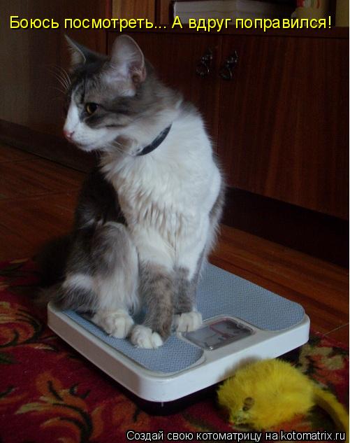 Котоматрица: Боюсь посмотреть... А вдруг поправился!