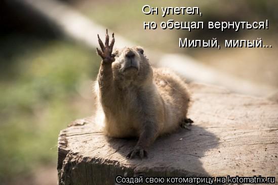 Он улетел, но обещал вернуться! Милый, милый...... Котоматрица: Он улетел, но обещал вернуться! Милый, милый...
