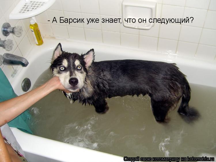- А Барсик уже знает, что он следующий?... Котоматрица: - А Барсик уже знает, что он следующий?