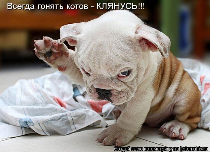 Котоматрица: Всегда гонять котов - КЛЯНУСЬ!!!