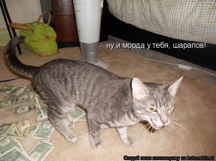 Котоматрица: ну и морда у тебя, шарапов!
