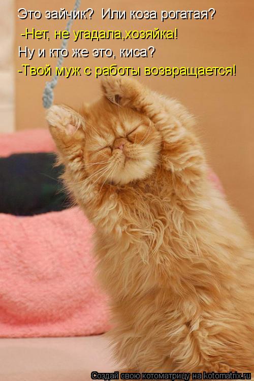 Это зайчик? Или коза рогатая? -Нет, не угадала,хозяйка! Ну и кто же это, киса? -Твой муж с работы в... Котоматрица: Это зайчик? Или коза рогатая? -Нет, не угадала,хозяйка! Ну и кто же это, киса? -Твой муж с работы возвращается!