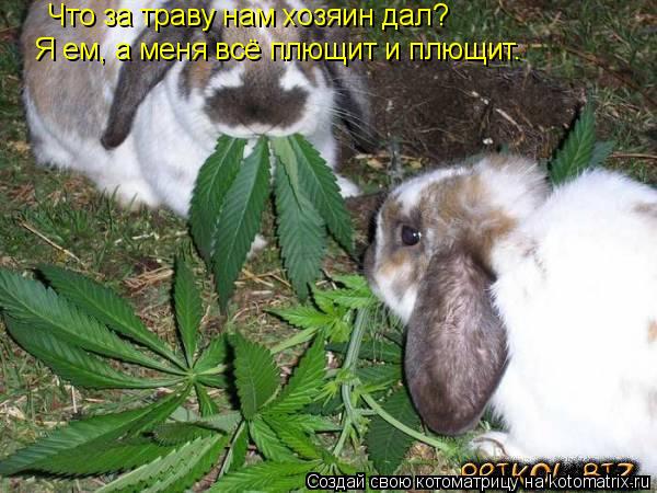 Котоматрица: Что за траву нам хозяин дал? Я ем, а меня всё плющит и плющит.