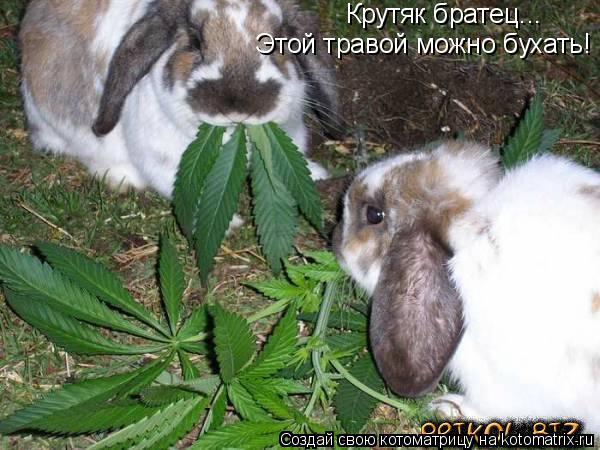 Котоматрица: Крутяк братец... Этой травой можно бухать!