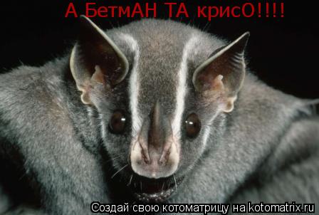 Котоматрица: А БетмАН ТА крисО!!!!