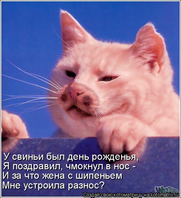 У свиньи был день рожденья, Я поздравил, чмокнул в нос - И за что жена с шипеньем Мне устроила разнос... Котоматрица: У свиньи был день рожденья, Я поздравил, чмокнул в нос - И за что жена с шипеньем Мне устроила разнос?