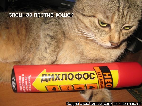 Котоматрица: спецназ против кошек