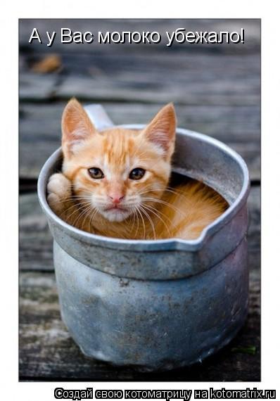 Котоматрица: А у Вас молоко убежало!