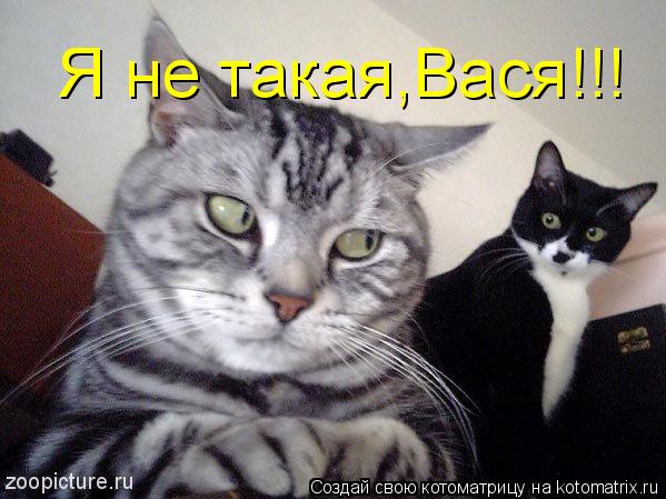 Котоматрица: Я не такая,Вася!!!