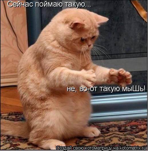 Котоматрица: Сейчас поймаю такую... не, во-от такую мыШь!