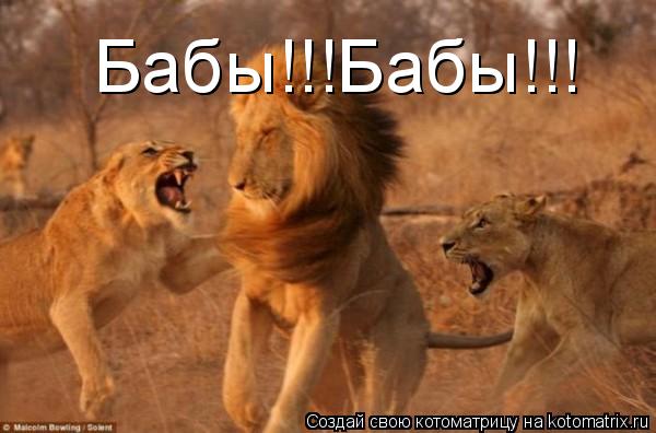 Котоматрица: Бабы!!!Бабы!!!