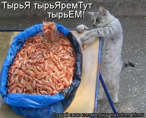 тырьЕМ! ТырьЯ тырьЯремТут... Котоматрица: тырьЕМ! ТырьЯ тырьЯремТут