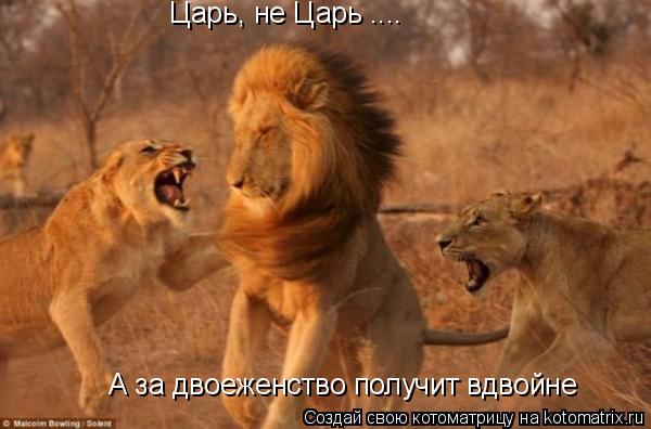 Котоматрица: А за двоеженство получит вдвойне Царь, не Царь ....