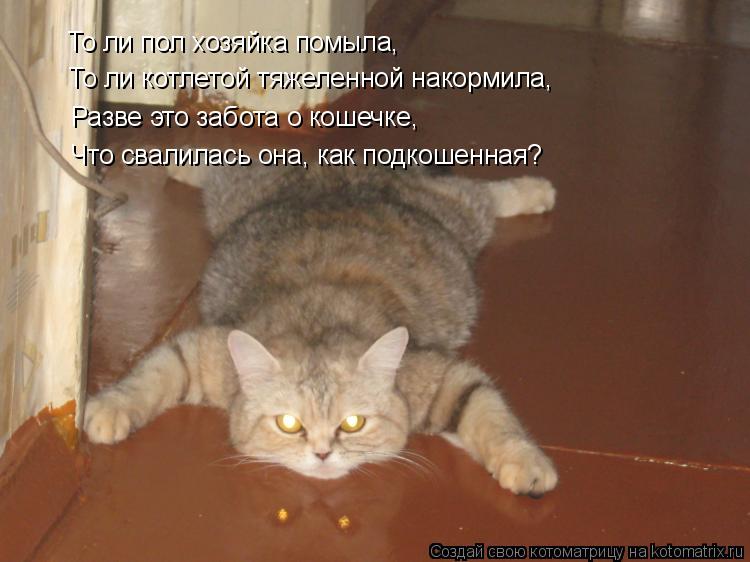 Котоматрица: То ли пол хозяйка помыла, То ли котлетой тяжеленной накормила, Разве это забота о кошечке, Что свалилась она, как подкошенная?