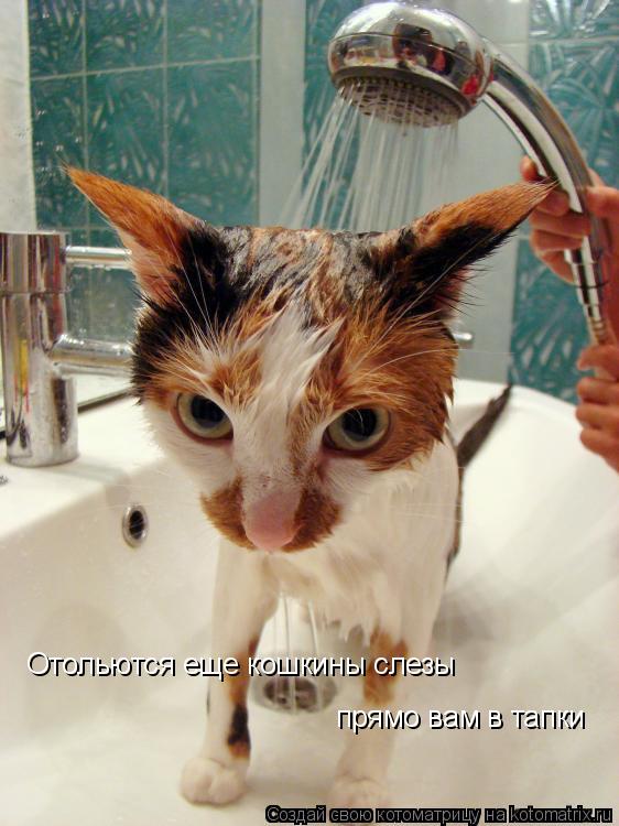 Котоматрица: Отольются еще кошкины слезы прямо вам в тапки