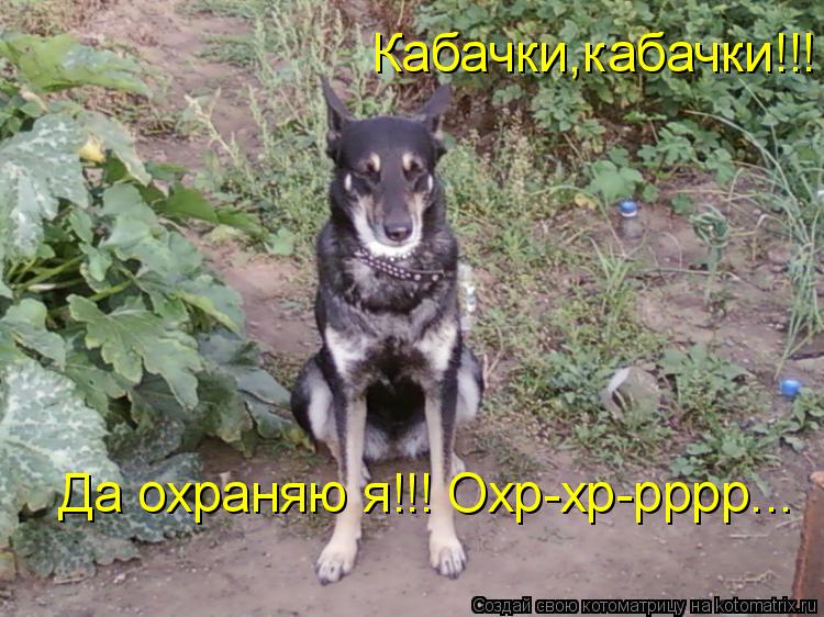 Котоматрица: Кабачки,кабачки!!!  Да охраняю я!!! Охр-хр-рррр...