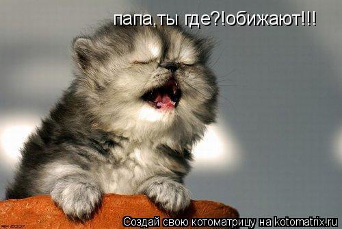 Котоматрица: папа,ты где?!обижают!!!