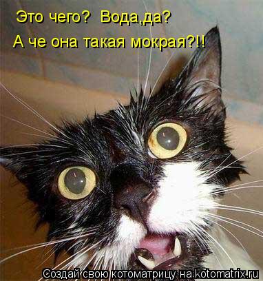 Котоматрица: Это чего?  Вода,да? А че она такая мокрая?!!