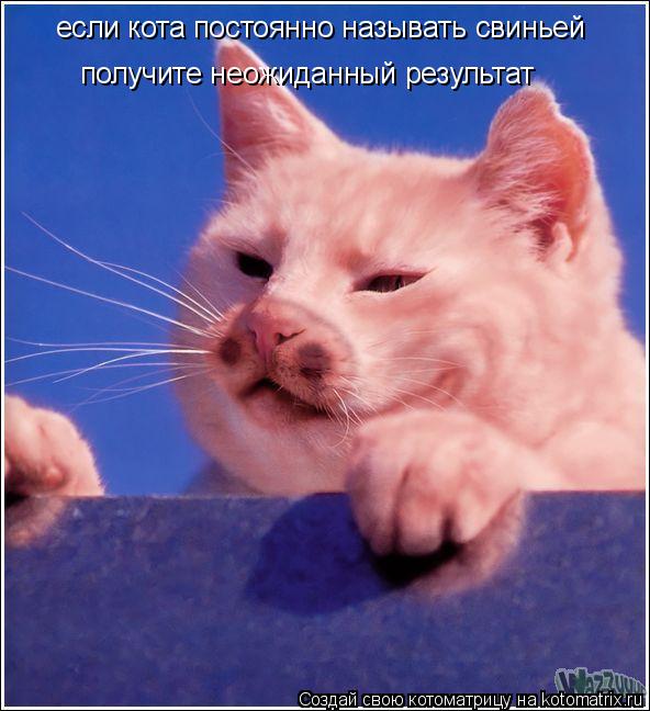 Котоматрица: если кота постоянно называть свиньей получите неожиданный результат