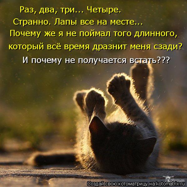 Котоматрица: Раз, два, три... Четыре. Странно. Лапы все на месте... который всё время дразнит меня сзади? Почему же я не поймал того длинного, И почему не полу