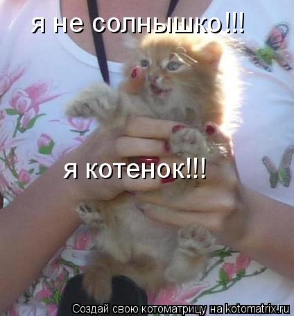 Котоматрица: я не солнышко!!! я котенок!!!