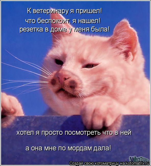 Котоматрица: К ветеринару я пришел! что беспокоит, я нашел! резетка в доме у меня была! хотел я просто посмотреть что в ней а она мне по мордам дала!