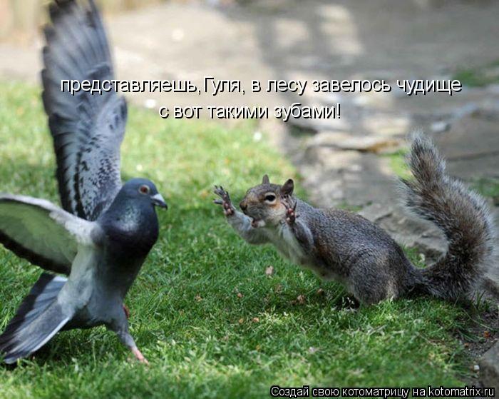 Котоматрица: представляешь,Гуля, в лесу завелось чудище с вот такими зубами!