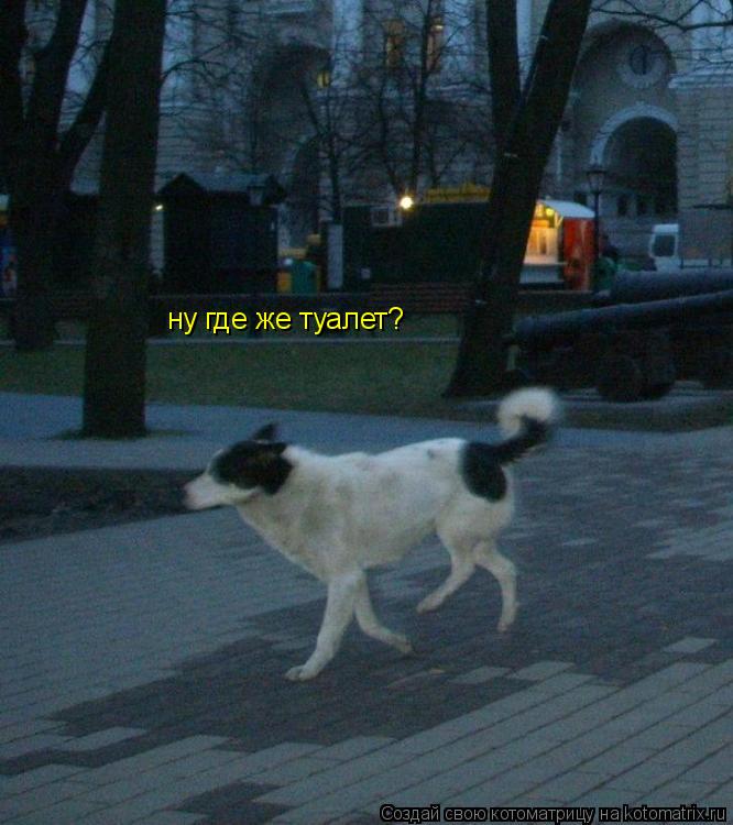 Котоматрица: ну где же туалет?