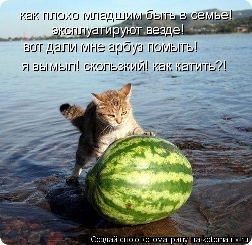 Котоматрица: как плохо младшим быть в семье! эксплуатируют везде! вот дали мне арбуз помыть! я вымыл! скользкий! как катить?!