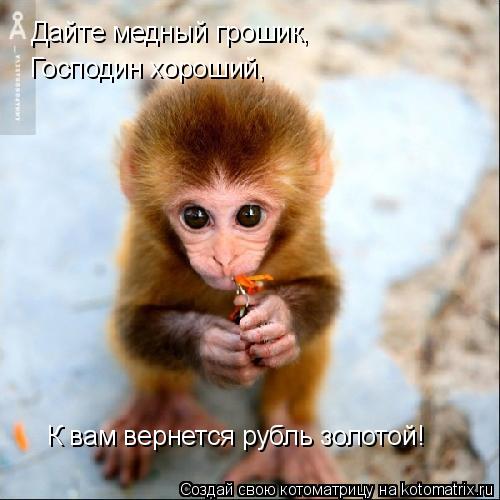 Котоматрица: Дайте медный грошик, Господин хороший, К вам вернется рубль золотой!