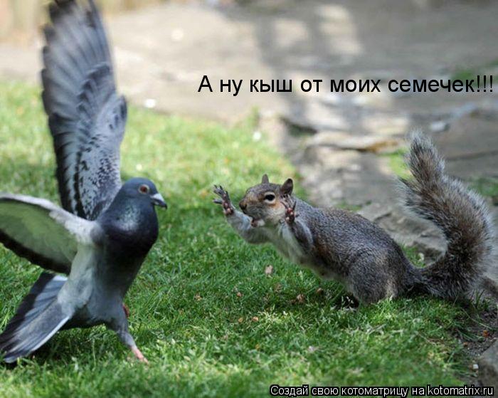 Котоматрица: А ну кыш от моих семечек!!!