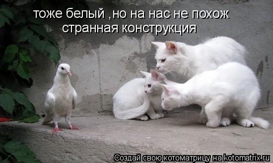 Котоматрица: тоже белый ,но на нас не похож странная конструкция
