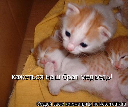 Котоматрица: кажеться наш брат медведь!